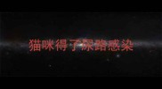 猫咪得了尿路感染