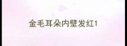金毛耳朵内壁发红