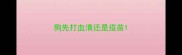 狗先打血清还是疫苗