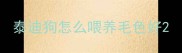 泰迪狗怎么喂养毛色好