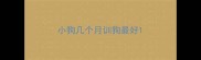 小狗几个月训狗最好