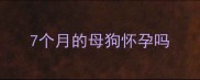7个月的母狗怀孕吗