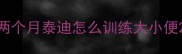 两个月泰迪怎么训练大小便