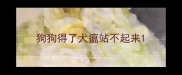 狗狗得了犬瘟站不起来