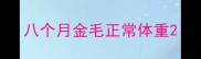 八个月金毛正常体重