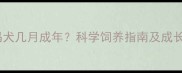 德国魏玛犬几月成年科学饲养指南及成长关键期