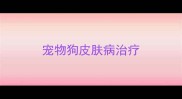 宠物狗皮肤病治疗