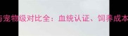 边境牧羊犬纯种与宠物级对比全血统认证饲养成本与健康隐患深度