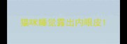 猫咪睡觉露出内眼皮