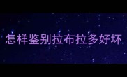怎样鉴别拉布拉多好坏