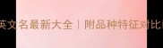 泰迪英文名最新大全附品种特征对比