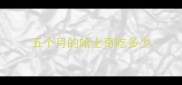 五个月的哈士奇吃多少