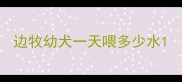 边牧幼犬一天喂多少水