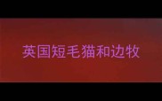 英国短毛猫和边牧