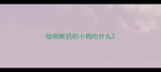 给刚断奶的小狗吃什么