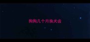 狗狗几个月换犬齿