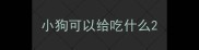小狗可以给吃什么