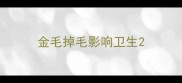 金毛掉毛影响卫生