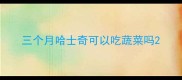 三个月哈士奇可以吃蔬菜吗