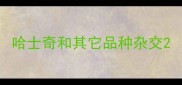 哈士奇和其它品种杂交