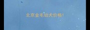 北京金毛幼犬价格