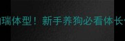 9个月雪纳瑞体型新手养狗必看体长体重对照表