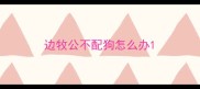 边牧公不配狗怎么办