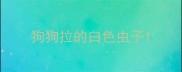 狗狗拉的白色虫子