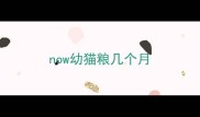 now幼猫粮几个月