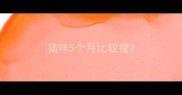 猫咪5个月比较瘦