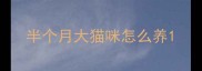半个月大猫咪怎么养