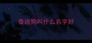 泰迪狗叫什么名字好
