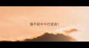 猫不能中午打疫苗