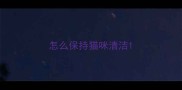 怎么保持猫咪清洁