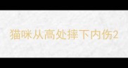 猫咪从高处摔下内伤