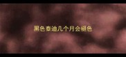 黑色泰迪几个月会褪色