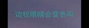 边牧眼睛会变色吗