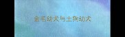 金毛幼犬与土狗幼犬