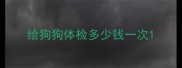 给狗狗体检多少钱一次
