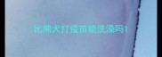比熊犬打疫苗能洗澡吗