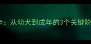 金毛犬尴尬期全从幼犬到成年的3个关键阶段与护理指南