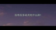 拉布拉多幼犬吃什么胖