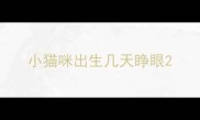 小猫咪出生几天睁眼