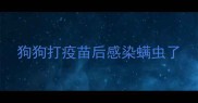 狗狗打疫苗后感染螨虫了