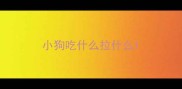 小狗吃什么拉什么
