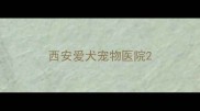 西安爱犬宠物医院