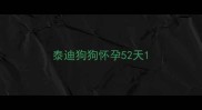 泰迪狗狗怀孕52天
