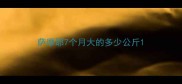 萨摩耶7个月大的多少公斤