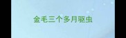 金毛三个多月驱虫