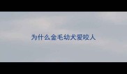 为什么金毛幼犬爱咬人
